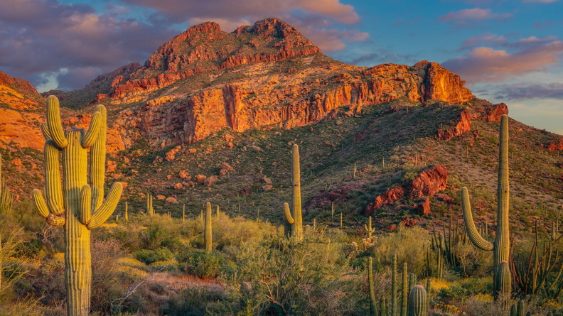 Cacti + rock hill, Sonoran Desert, Arizona, USA